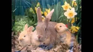 Fotos de conejos