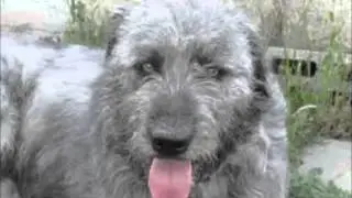 Cane Fonnese (Sardegna)