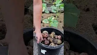 15 kg of potatoes per m²