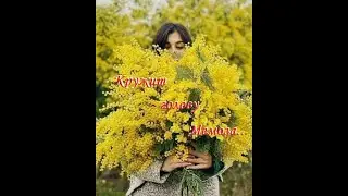 Кружит голову Мимоза...исп Игорь Ашуров