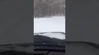 Встретили лосей...