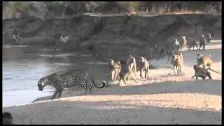 Leopard & Baboons in South Luangwa NP, Zambia...