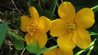 The Enchantment of the Bealtaine Goddess