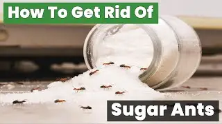 How to Get Rid of Sugar Ants – Fast and Easy Home Solution!