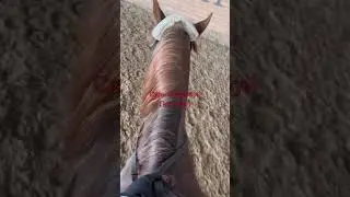 #horse #конный #equestrian