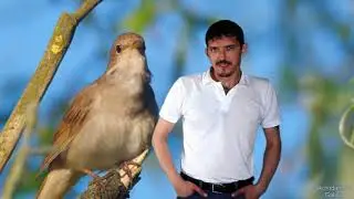 (Вот это соловушка !!!) Аркадий Кобяков Соловьи