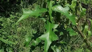 Forage Friday: Wild Lettuce Lactuca sp.