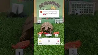 🟡VERONA VS MONZA🔴 #calcio #seriea #turtle #verona #monza #highlights #fantacalcio #campionato
