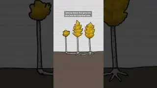 The heaviest organism on Earth is this tree! Or... these trees? 