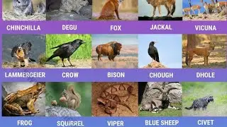 Halal and Haram Animals meat in Islam