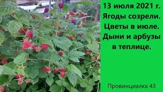 13 июля 2021г. Ягоды созрели. Цветы в июле. Дыни и арбузы в теплице. Часть 2.