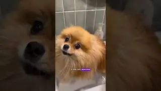 Я в фекальном плену у своей собаки💩🐶 мой instagram: @i_amjust_kate 