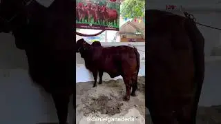 Hermosas novillas de la ganaderia el Dorado 🐮