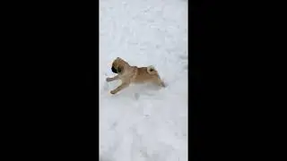Щенки питомника Himmell Vahe - снег!