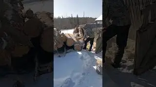распиловка дров. #работа #природа #интересное
