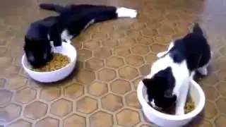 Смешные коты! после наркоза  идут  есть РЖАКА!ОБХОХОЧЕШЬСЯ