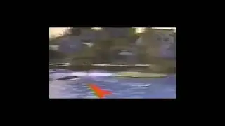 Orca Trainer's Terrifying Encounter at SeaWorld!