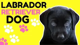Labrador Retriever: Heartwarming Moments Of A Dad With Adorable Puppies #labradorretriever #dogs