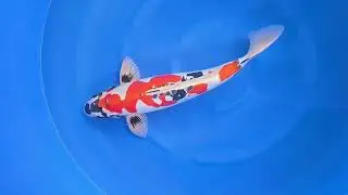 Beni Kikukuryu #koigarden #koi #carpakoi #koifish