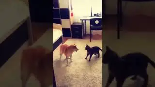 KUCING VS ANJING #shorts #short #shortsfeed #kucing #anjing #trending #viral #fyp #animals #beranda