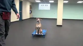Introduction To The Place Command | Tyler Muto Dogmanship