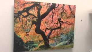 Metal Print - Japanese maple tree