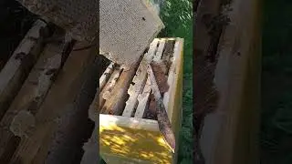1 августа 22 года, шестирамочник, бакфаст, отбор медовых шоколадок!!!👍🍯