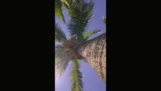 #Shorts Surah Al-Kauther Recited by Abdul Basit