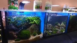 наши аквариумы на выставке в Доме Природы (Киев)