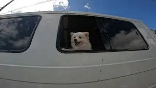 Fluffy Dog Barking