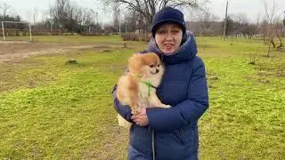 НЕ НАКАЗАНИЕ щенка, содержание, воспитание! Дрессировка собак