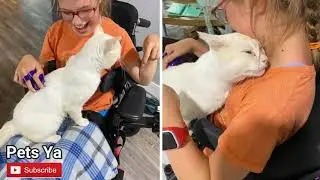 Cat Hops Onto Lap of Girl in Wheelchair and Chooses Her to Be Family