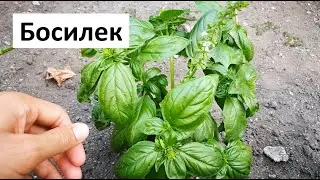 Градинар за Босилека