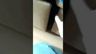 Кошка в засаде...