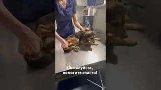 Рекс остался один