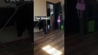 Помогите найти мопса #шифа #собака #pug #мопсы #мопс