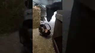 Можно ли оставлять лошадь с маленьким ребенком?