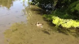 Anatre in Milano Parco