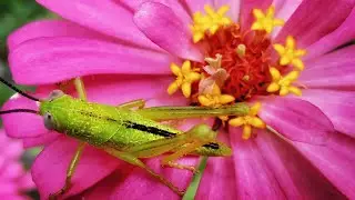 Cara Foto Pakai HP Keren - Fotografi Makro Ponsel