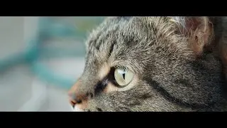 Countryside Zen with cats