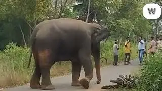 Wild Elephant Sickness || junglee Bimari Hathi#elephant #wildlife #animals
