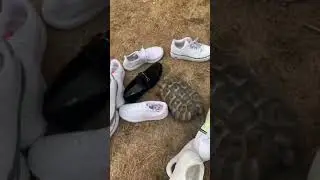 NOT MY TERTAL #shortsvideo #videos #funnyvideo #scary #memes #edit #turtle #funnyturtle