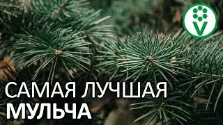 ПОДНИМИТЕ ПЛОДОРОДИЕ ПОЧВЫ. Мульчирование хвойным опадом