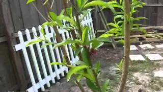 My Garden 1 - a new season