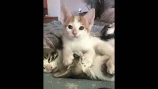 #смешныекоты #юмор #котики