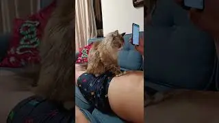 Кот делает антицеллюлитный массаж