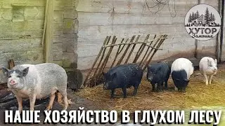 НАШЕ ХОЗЯЙСТВО В ГЛУХОМ ЛЕСУ. КАК МЫ КОРМИМ ПОРОСЯТ, КРОЛИКОВ И НУТРИЙ.