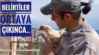 Gurk tavuk ve civcivleri için önemli karar💥