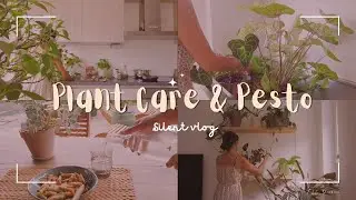 Relaxing Plant Care ☘️🌺 Repotting and Making Homemade Pesto| Slow Life  ☘️🍋