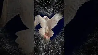 Лиризм мейсенского фарфора. www.knedlikov.net